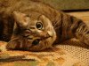 3149718_large.jpeg