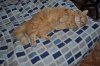 DSC_0684__550_x_365_11.jpg