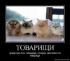 1317290053_743512_tovarischi.jpg