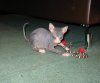 IMG_4963.JPG